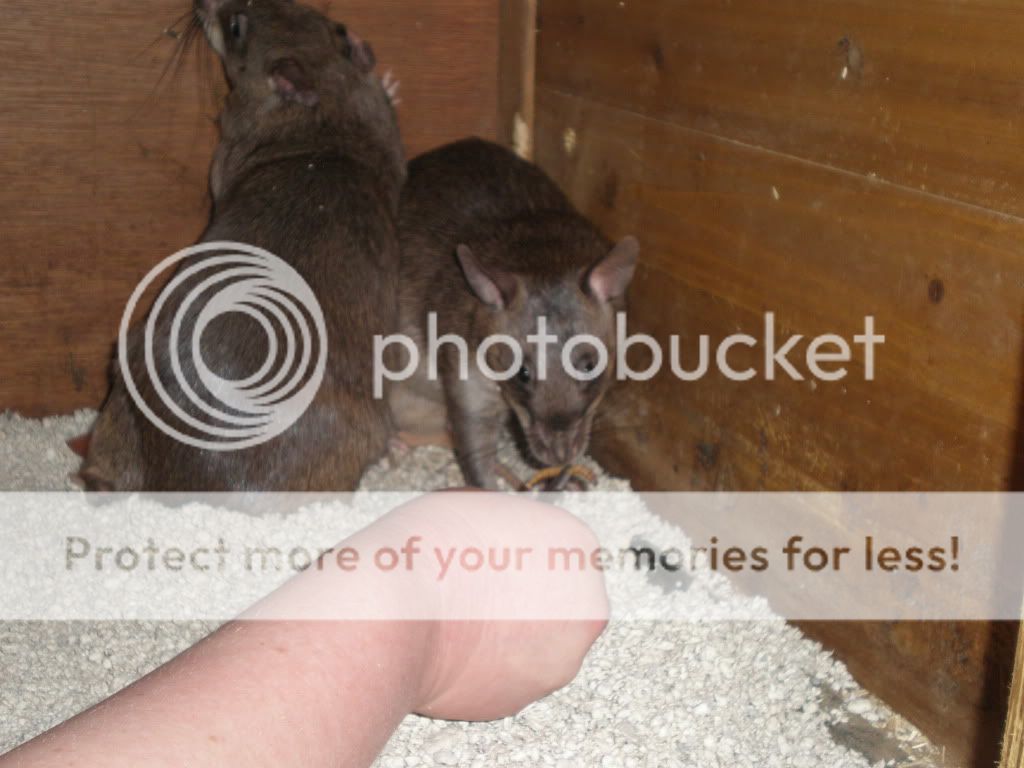 SE England Pair of Gambian Pouched Rats Portsmouth. Reptile Forums