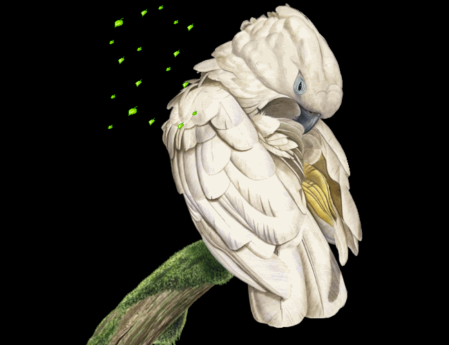 Cockatoo_header2.gif picture by ALMAIRENE1