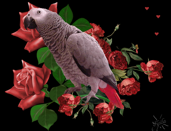 MandiEyeRoses_header22.gif picture by ALMAIRENE1