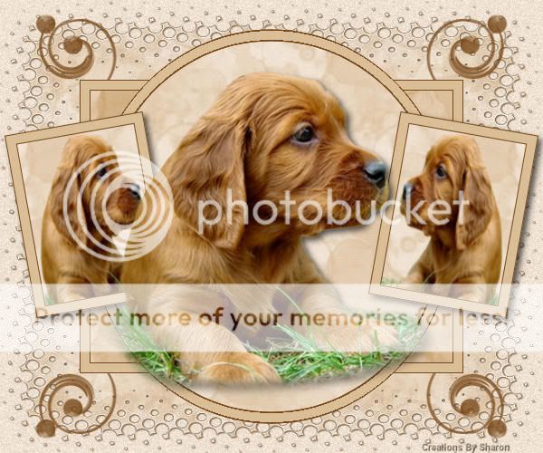 TriplePhotoPuppy_CreationsBySharon.jpg picture by ALMAIRENE1