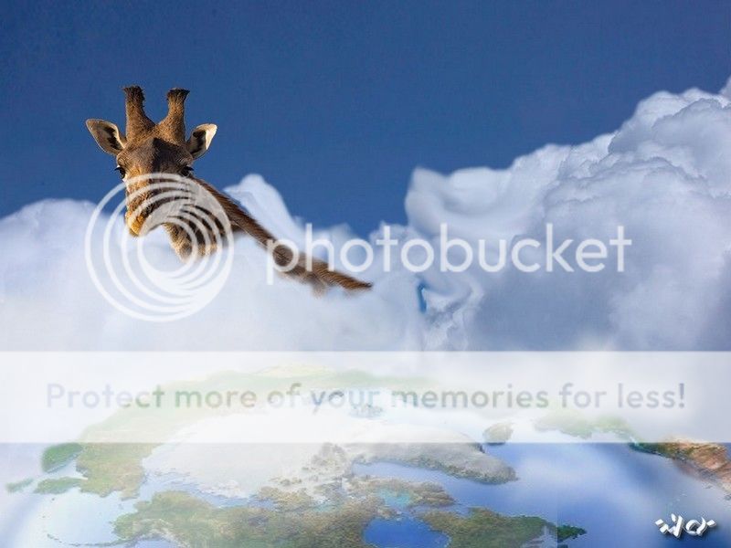 girafe photo girafe_zpsfa776b2f.jpg