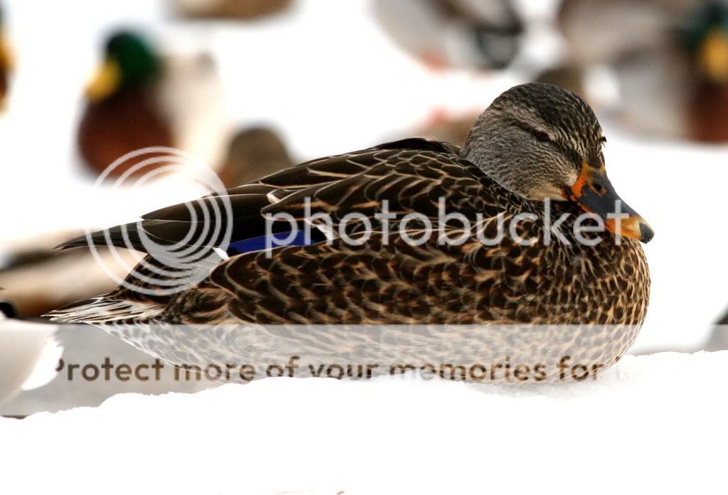 IMAGE: http://i728.photobucket.com/albums/ww287/realtorguy508/Duck3.jpg