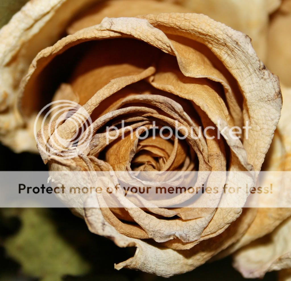 IMAGE: http://i728.photobucket.com/albums/ww287/realtorguy508/IMG_0009.jpg