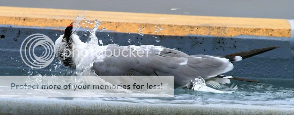 IMAGE: http://i728.photobucket.com/albums/ww287/realtorguy508/IMG_0944.jpg