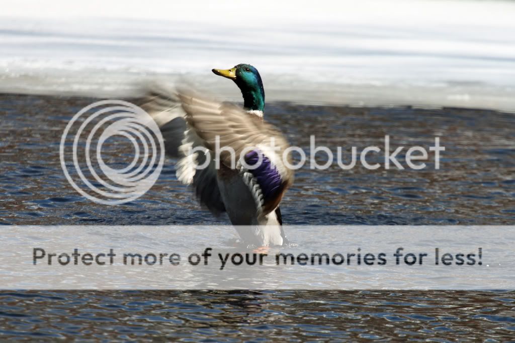 IMAGE: http://i728.photobucket.com/albums/ww287/realtorguy508/IMG_2691.jpg