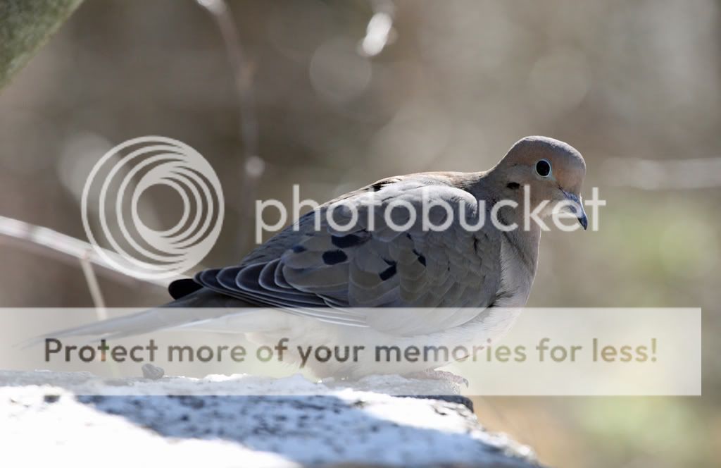 IMAGE: http://i728.photobucket.com/albums/ww287/realtorguy508/IMG_2752.jpg