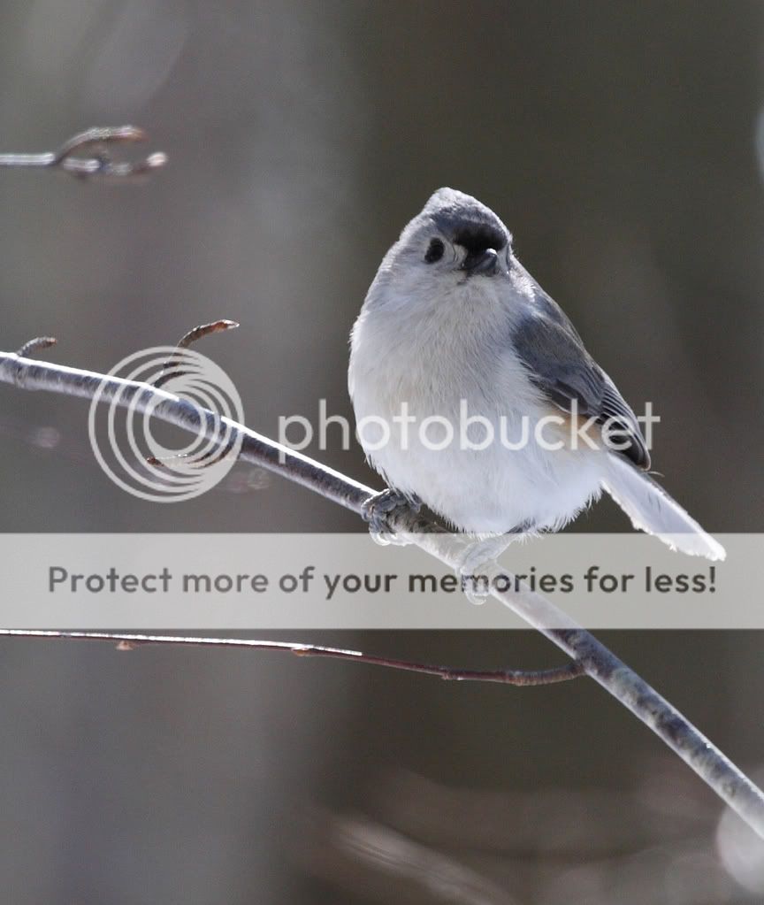 IMAGE: http://i728.photobucket.com/albums/ww287/realtorguy508/IMG_2755.jpg